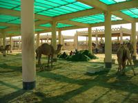 Bahrain (Besuch einer Kamelfarm)