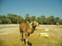 Bahrain (Besuch einer Kamelfarm)