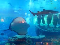 073 Dubai Mall - Aquarium