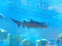 074 Dubai Mall - Aquarium