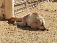 288 Bahrain - königliche Kamelfarm