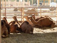290 Bahrain - königliche Kamelfarm