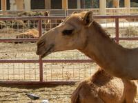 291 Bahrain - königliche Kamelfarm