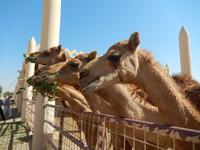 292 Bahrain - königliche Kamelfarm