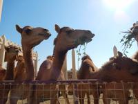 294 Bahrain - königliche Kamelfarm