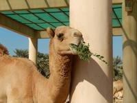 295 Bahrain - königliche Kamelfarm