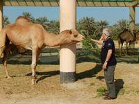 296 Bahrain - königliche Kamelfarm