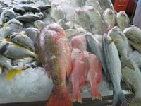 AbuDabi Fischmarkt
