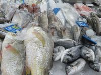 AbuDabi Fischmarkt