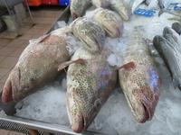 AbuDabi Fischmarkt