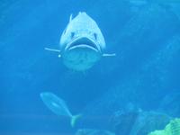 Dubai Aquarium 1