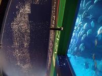 Dubai Mall Aquarium und Sterne am Himmerl