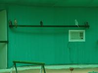 Abu Dhabi Falken Klinik