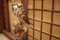 Falkenklinik Abu Dhabi