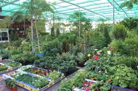 Freitagsmarkt auf dem Weg nach Fujairah