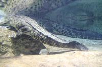 Stadtrundfahrt - Dubai Aquarium und Zoo