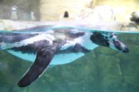 Stadtrundfahrt - Dubai Aquarium und Zoo