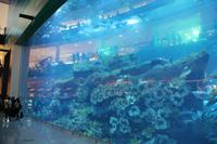 Dubai Aquarium