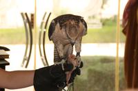 Abu Dhabi - Falkenklinik