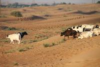 Dubai - Wüstensafari