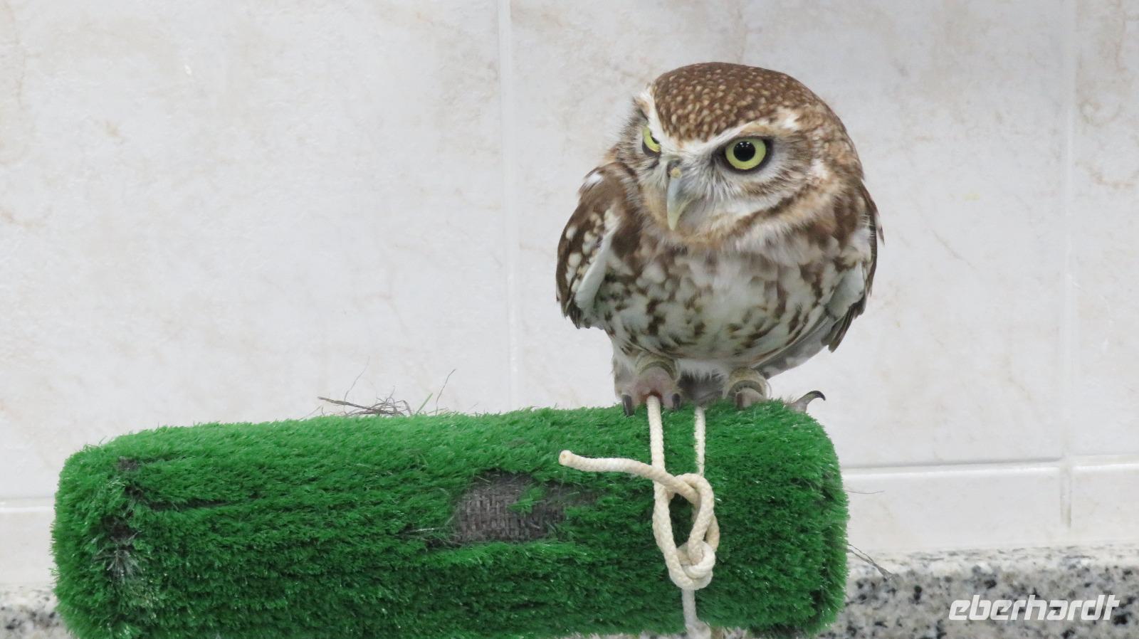 Falkenklinik Abu Dhabi