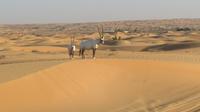 Wüstensafari