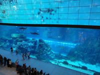 Dubai Aquarium
