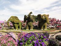 Dubai Miracle Garden