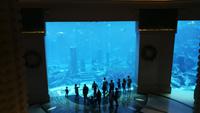 Dubai Atlantis Hotel Aquarium