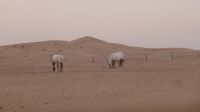 Wüstensafari - Oryx Antilopen