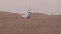 Wüstensafari - Oryx Antilope