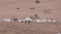 Wüstensafari - Oryx Antilopen