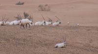Wüstensafari - Oryx Antilopen