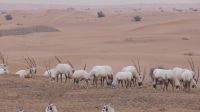 Wüstensafari - Oryx Antilopen