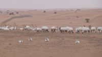 Wüstensafari - Oryx Antilopen