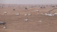 Wüstensafari - Oryx Antilopen