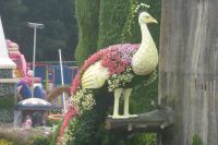 Dubai Miracle Garden