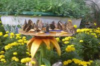 Dubai Butterfly Garden