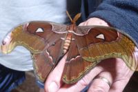Dubai Butterfly Garden