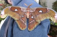 Dubai Butterfly Garden