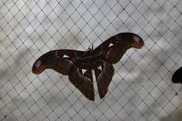 Silvesterreise Dubai - Butterfly Garden (3)