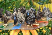 Silvesterreise Dubai - Butterfly Garden (4)