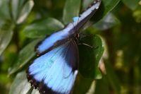Silvesterreise Dubai - Butterfly Garden (5)