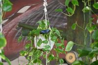 Silvesterreise Dubai - Butterfly Garden (8)