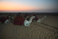 Silvesterreise Dubai - Wüstensafari (7)