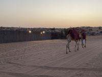 Kamele in der Wüste