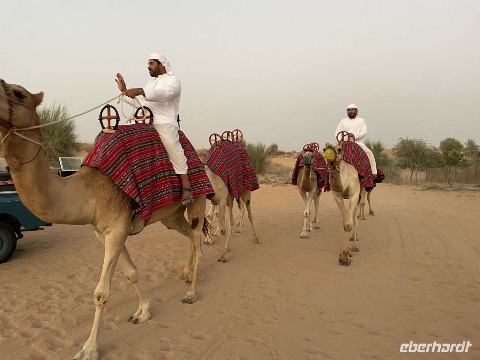 Kamele in der Wüste