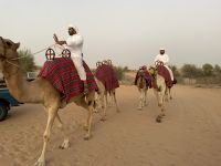 Kamele in der Wüste