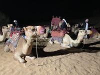 Kamelreiten in der Wüste