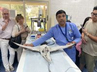 Falkenklinik in Abu Dhabi